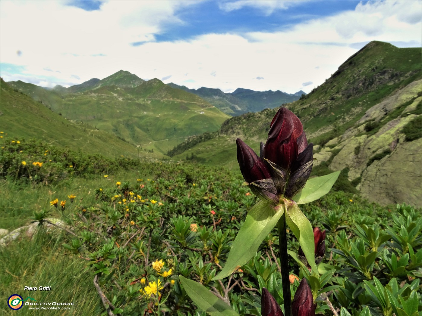 74 Genziana purpurea (Gentiana purpurea) nella Valle di Ponteranica con Fioraro a sx e Mincucco a dx .JPG